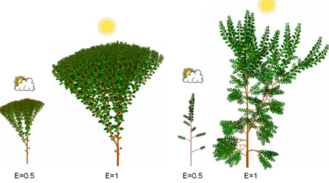 Fig. 3.1 – Effects of climatic variations on the GL1 and GL3 organogenesis models : on the left side (GL1), topology is fixed, organs are simply smaller to adjust to the environment ; on the right side (GL3), toplogy is variable and the plant adapts its de