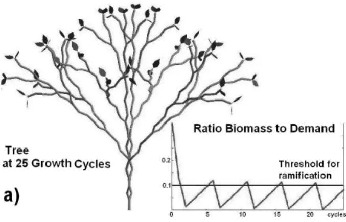 Fig. 3.3 – Simulation of periodic branching patterns, cf. Mathieu et al. (2007a). Plant representation at growth cycle 25 and evolution of the ratio of available biomass to demand wrt to growth cycle.