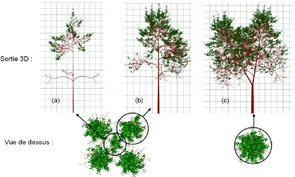 Fig. 3.4 – Simulation of tree growth in heterogeneous conditions : view from above and detailed architectures of individuals
