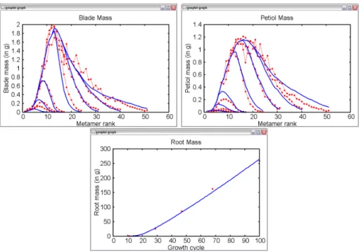 Fig. 4.1 – Fitting results : Average plants at organ level : experimental data (in red) and simulated data (lines) (a) Blade dry masses and (b) petiole dry masses according to phytomer ranks, at 7 different growth stages ; (c) root dry mass as a function o