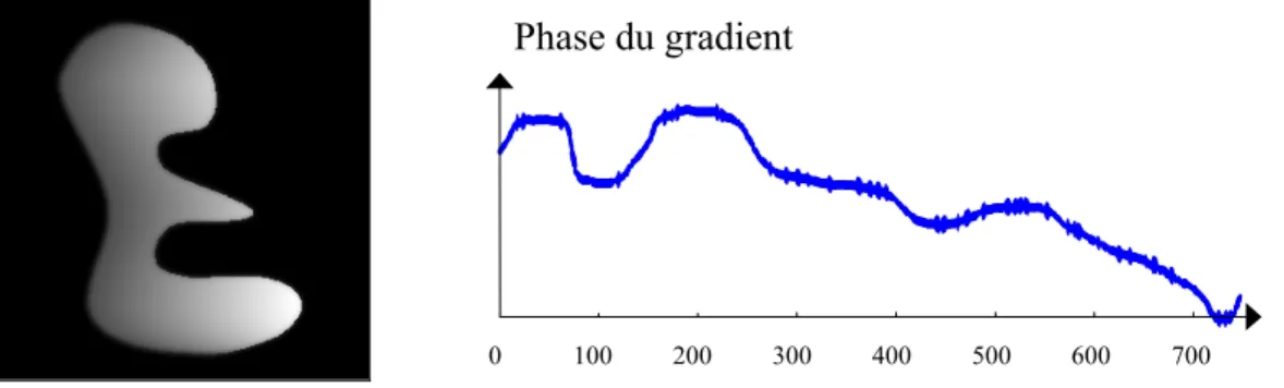 Figure 8 : Signal de phase du gradient calculé pour le cas d’un objet synthétique. 