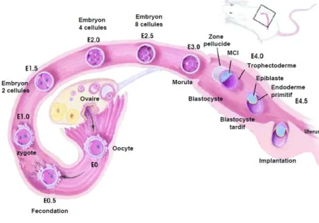 Figure 1 :   Le développement  précoce de l’embryon de  souris du jour 0 post  coïtum (E0) au jour 5 (E5)  Cette  figure  récapitule  les  différentes  étapes  du  développement précoce de  la  souris  et  de  leurs  localisations spatiales dans  l’apparei
