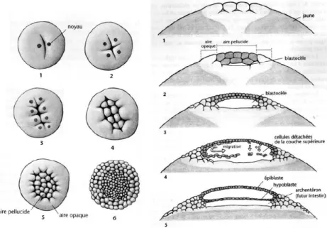 Figure  2 :  Développement  précoce  de  l’embryon  de  poulet  après  la  ponte  (d’après Flamant 2001)  Vue  dorsale  et  coupe  transversale  des  embryons  aux  stades  2,  4,  8  ,16  cellules et blastula