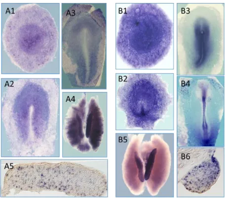 Figure 4 : Profil  d’expression  des gènes NANOG et POU5F1  dans  l’embryon  précoce  de  poulet