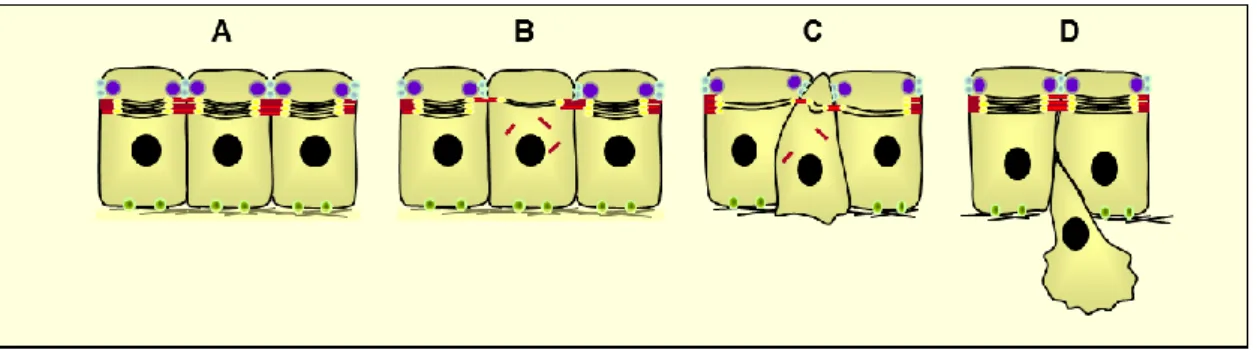 Figure 10 : Aspects cellulaires de la Transition Epithélio-Mésenchymale