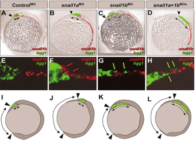 Figure 12 : Snail1a et Snail1b coopèrent pour la migration du mésendoderme axial (A-D) Morphologie  des embryons contrôles (A) ou injectés avec des MOs dirigés contre snail1a(B), snail1b (C) ou les deux  (D)
