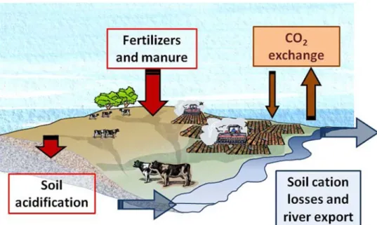 Figure 19: schéma récapitulant les relations entre les pratiques agricoles et l'acidification des sols dans un bassin versant  agricole. Figure issue d’Aquilina et al. (2012). 