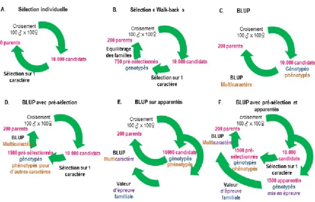 Figure 2 : Utilisation possible des pedigrees moléculaires pour évoluer de la selection individuelle au BLUP et/ou à la selection  pour apparentés en selection aquacole