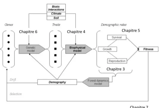 Figure  2.4 :  Positionnement  des  différents  travaux  sur  les  étapes  nécessaires  à  la  modélisation de l’effet des conditions environnementales sur l’évolution et la dynamique de  populations  forestières
