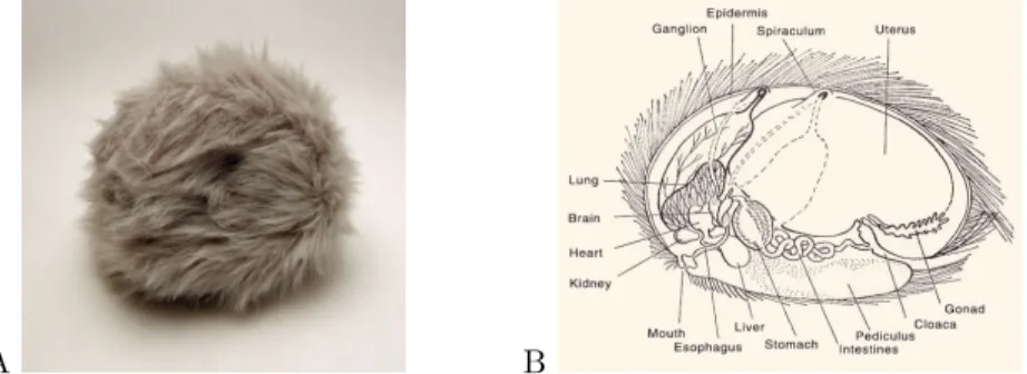 Figure 2.4: A: a tribble is an imaginary animal from the Star Trek series which has a high reproducing rate