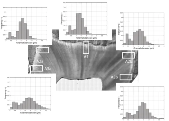 Figure 51 : Variation de la distribution de taille de pore avec la localisation dans une même dent (Vennat et  al., 2017)