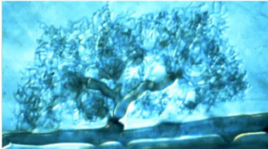 Figure 8. Arbuscule dans une cellule corticale après coloration des racines au bleu trypan  (photo personnelle) 