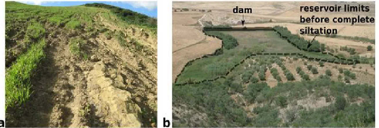 Figure 1. Conséquences de l'érosion hydrique des sols : (a) exemple d'effet « on-site » avec la  mise à nue de la roche mère dans une parcelle cultivée en céréales dans le Cap Bon en   Tunisie; (b) exemple d'effet « off-site » avec l'envasement complet d'u