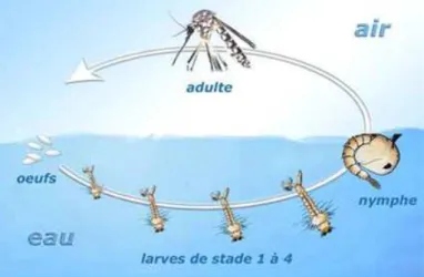 Figure 2.9: Sch´ematisation du cycle de d´eveloppement du moustique. c  2009, Aca- Aca-d´emie de La R´eunion.