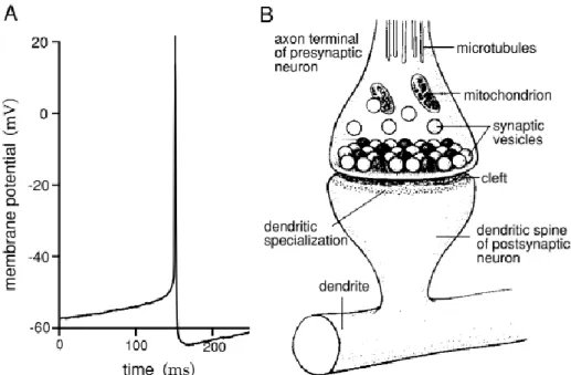 Figure 2. Action potentials and synapses. Intracellular recording of an action potential from  a  cultural  rat  neo-cortical  pyramidal  cell