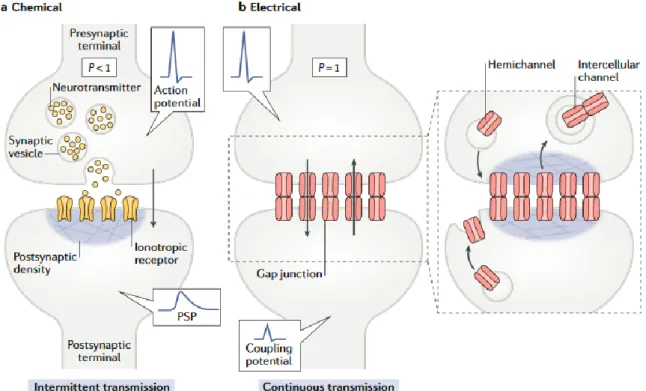 Figure 3. The general structures of a chemical and an electrical synapse. (A) The chemical  synapse  requires  transmitter  release  evoked  by  presynaptic  action  potentials,  which  activate  calcium  influx,  and  trigger  synaptic  vesicles  exocytos