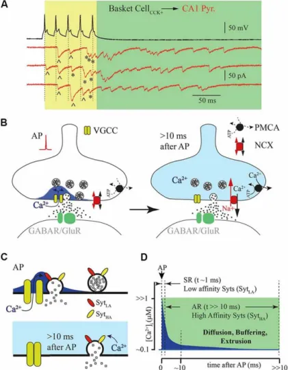 Figure 4. Synchronous vs asynchronous neurotransmitter release. (A) Example traces of  responses recorded from a presynaptic hippocampal cholecystokinin (CCK)+ basket cell shown  in  black  and  a  postsynaptic  CA1  pyramidal  neuron  shown  in  red  (thr