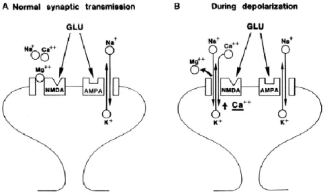 Figure  10.  Model  for  LTP  induction  in  the  hippocampal  CA1  region.  Under  basal  conditions, glutamate could bind to both AMPA and NMDA receptos, but mainly AMPARs  mediate basal synaptic transmission