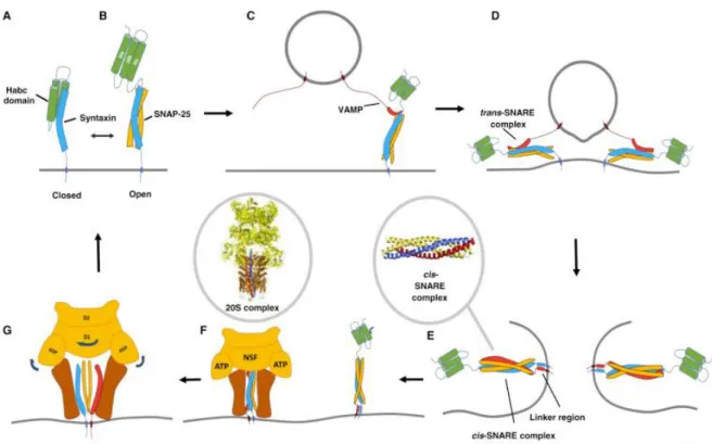 Figure 19. The SNARE cycle. (A, B) Habc domain allows syntaxin to change conformation  from a closed to an open state where it can associate with two more Q-SNARE motifs forming  a pre-complex of Q-SNARE proteins