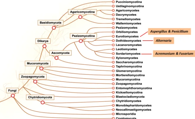 Figure  2.  Phylogenetic  tree  of  Fungi  kingdom.  Among  them,  Aspergillus  and  Penicillium  belong  to  class  Eurotiomycetes,  Alternaria  belongs  to  class  Dothideomycetes,  Fusarium  and  Acremonium  belong  to  class  Sordariomycetes