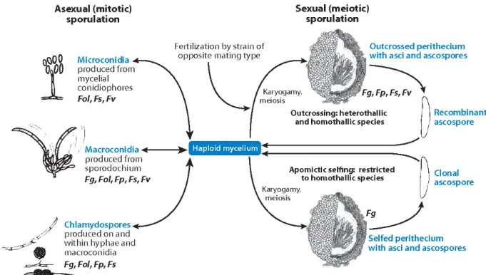 Figure  3.  Generalized  life  cycle  of  Fusarium.  During  sexual  reproduction,  ascospores  are  produced  in  ascus  contained  within  the  flask-shaped  perithecium  through  outcross  (heterothallic  species)  or  self-fertilization  (homothallic  
