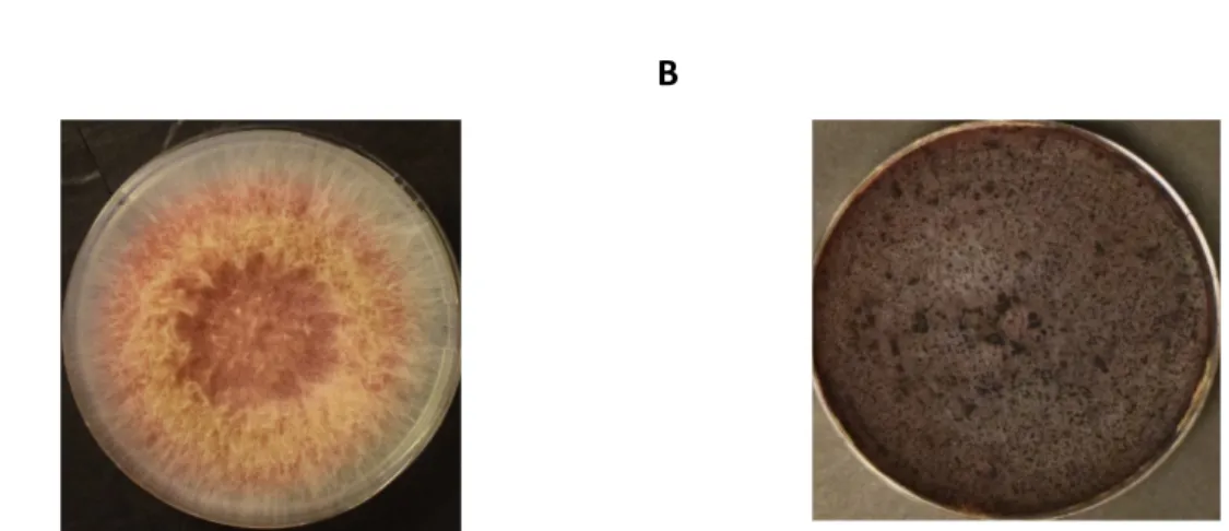 Figure 4. Morphological features of F. graminearum (strain INRA812, PH-1). (A) 100 spores were incubated on  agar complete medium at 25°C in the dark for five days; (B) Morphology of perithecia on carrot agar medium