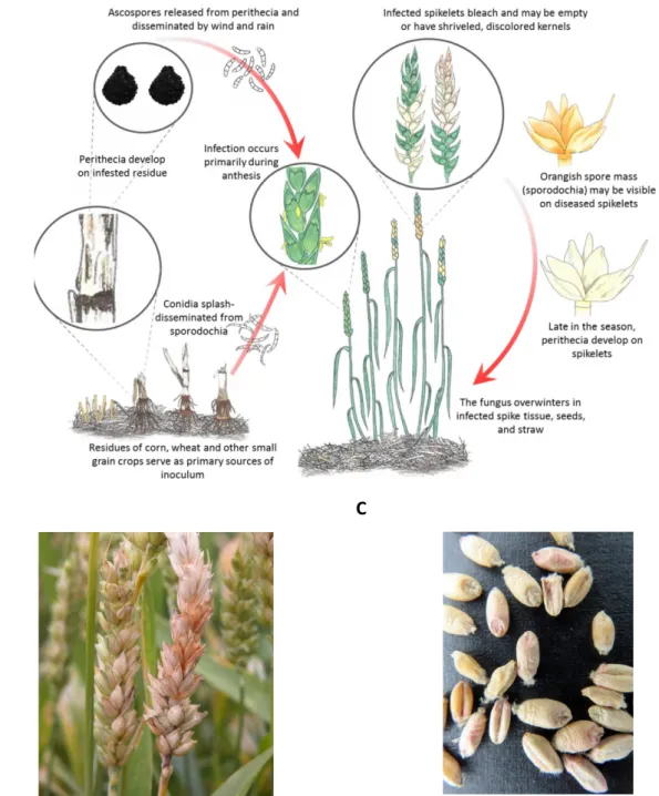 Figure 5. FHB disease cycle and symptoms. (A) Disease cycle of FHB; (B) Wheat head infection with bleached  spikelets  (“Fusarium  Head  Blight  (Scab)  of  Wheat”)  (C)  Infected  wheat  kernels  showing  pink  and  white  discolorations (“LSU Small Grain