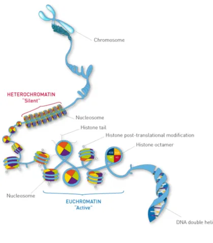 Figure 9. Typical structure of chromatin. Each nucleosome consists of eight histones (purple: H2B; orange: H2A; 