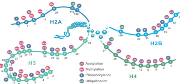 Figure 12. Schematic representation of common histone modification sites. K: lysine; R: arginine; S: serine; Y: 