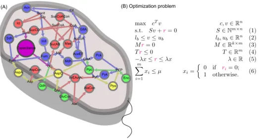 Figure 1. Finding a stoichoimetric capacitance that increases the Glutamate (Glu) production in the amino acid synthesis in E.coli (A) represents the network that consists of 16 metabolites and 24 reactions