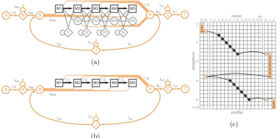Figure 3.9: HMMER: (a) HMM Plan7 model, (b) MSV filter, (c) Example of MSV path in DP matrix