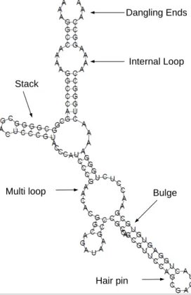 Figure 3.13: An example of an RNA folded into its secondary structure, showing different types of structural features