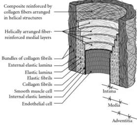 Figure 2.3: The layers of the arterial wall [HGO00].