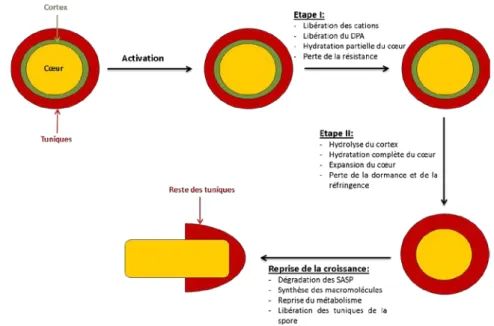 Figure 12 : Les étapes de la germination chez B. subtilis, d’après Setlow et al. (Setlow,  2003)