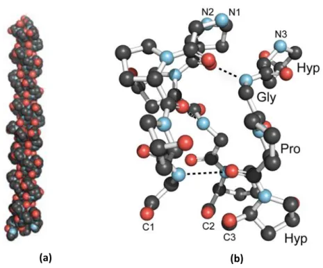 Figure 2: (a) Collagen Triple-Helix Structure (b) Ball-and-stick image of a segment of collagen triple helix  Collagen Structure and Stability 28  