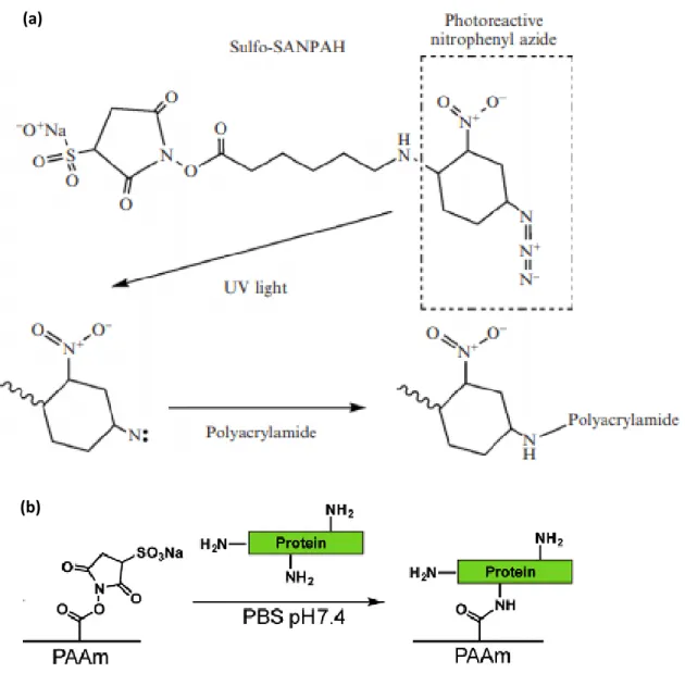 Figure 6: (a) The heterobifunctional photoreactive reagent sulfo-SANPAH 44 . (b) A scheme is shown for ECM  protein conjugation using sulfo-SANPAH 45 .