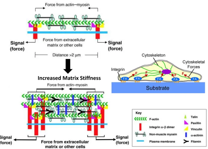 Figure 15: Sensation of, and responses to, matrix-generated mechanical signals 102 . 