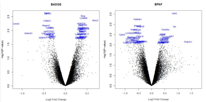 Figure 3: Représentation de type Volcano plot des principaux gènes dérégulés suite à l’exposition  au BADGE (à gauche) et au BPAF (à droite) dans des gonocytes mâles à 11,5 jpc