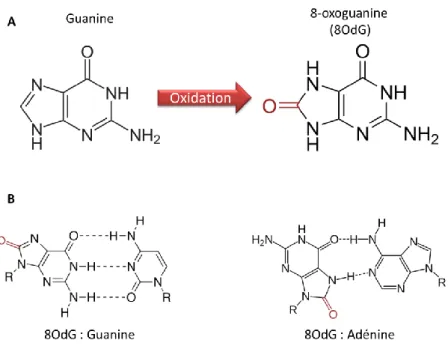 Figure  17:  Réparation  de  la  8OdGuanine  par  excision  de  base.  Suite  à  l’induction  de  la  lésion  oxydative, l’ADN glycosylase OGG1 est recrutée sur les sites lésés et retire la guanine oxydée (G*),  laissant place à un site abasique (AP)