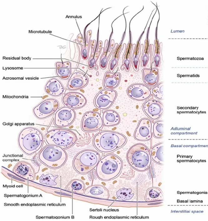 Figure 1  Section of the germinal epithelium in the seminiferous tubule. (Sharma &amp; Agarwal., 2014) 