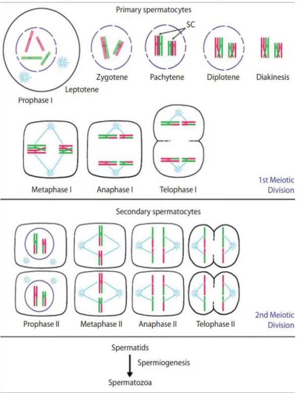 Figure 4 Schematic overview of meiotic process in spermatogenesis. SC, synaptonemal complex  (Simon &amp; Rubio, 2017) 