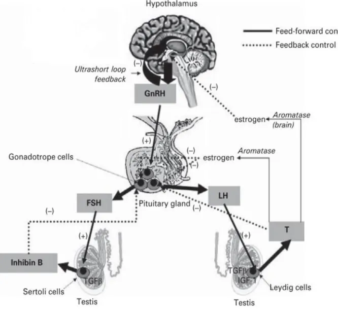 Figure 9 Diagram of the hypothalamic−pituitary−testis axis (Adapted from Niederberger, 2011)