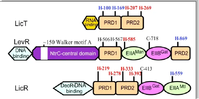Figure  5:  Structure  des  domaines  de  l’antiterminateur  LicT  et  des  activateurs  transcriptionnels LevR et LicR chez B