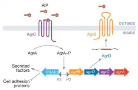 FIGURE 8: Les 4 groupes de petides AgrD  Chaque  groupe  de  peptide  active  un  récepteur  AgrC  spécifique  et  inhibe  les  récepteurs  des  autres souches bactériennes dans une compétition  inter-espèce