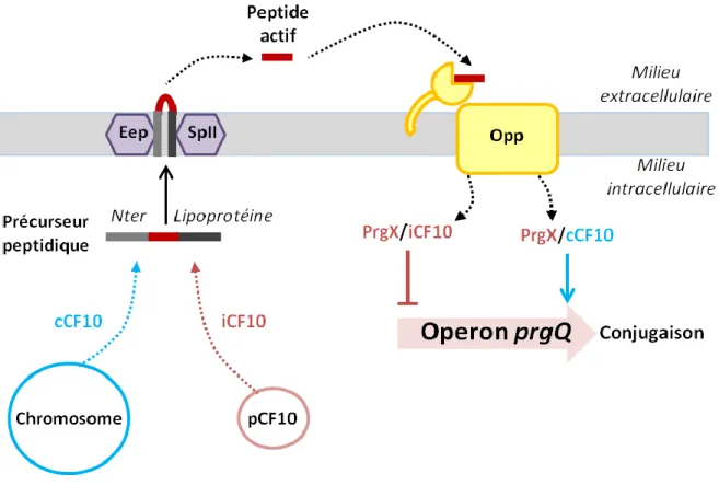 FIGURE 15: Régulation de la conjugaison du plasmide pCF10 chez E. faecalis 