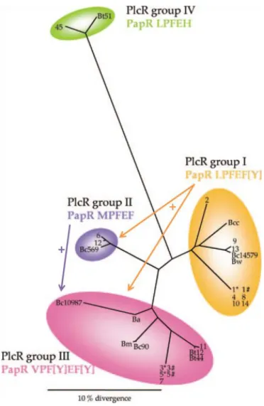 FIGURE 20: Activations croisées dans le système PlcR/PapR 