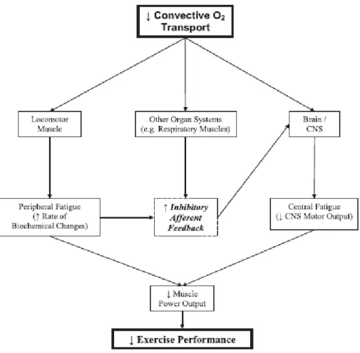 Figure 9 : schéma hypothétique reliant le transport d’O 2  et ses effets sur la fatigue et la  performance lors de l’exercice (Amann et Calbet, 2008)