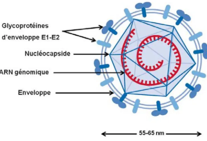 Figure 2: Représentation schématique du HCV. Le HCV est un virus enveloppé de 55 à 65 nm de  diamètre
