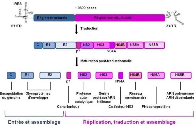 Figure 3: Organisation génomique du HCV. Le génome du HCV comprend un ARN positif de 9600  bases