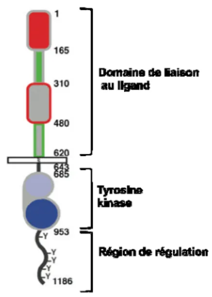Figure 5: Structure d’un monomère de l’EGFR. La région extracellulaire comprend 4 domaines: I-IV,  parfois appelée L1, CR1, L2 et CR2